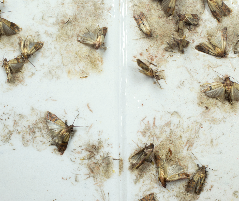 mites alimentaires