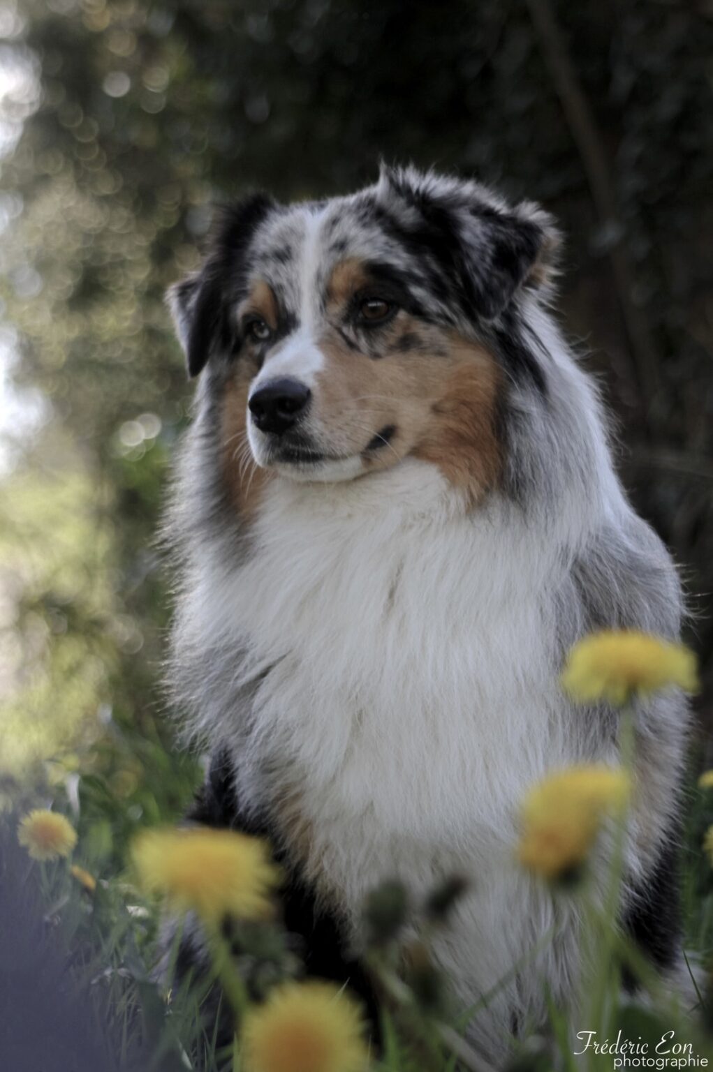 Élevage de la Vallée des Aussies Éleveur de de berger australien, chihuahua poil long Bretagne