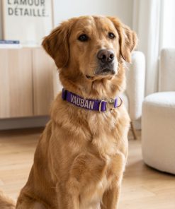 Collier pour chien personnalisable